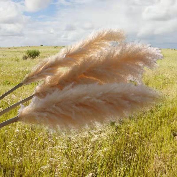 decorative flowers & wreaths pampas grass decor white color fluffy natural dried bleached bouquet boho vintage style for wedding home christ
decorative flowers & wreaths pampas grass decor white color fluffy natural dried bleached bouquet boho vintage style for wedding home christ