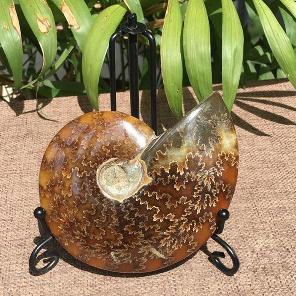 decorative objects & figurines 1pc natural 2.6cm-4cm iridescent ammonite ammolite significative gem stone collectibles fossil facet specimen
decorative objects & figurines 1pc natural 2.6cm-4cm iridescent ammonite ammolite significative gem stone collectibles fossil facet specimen