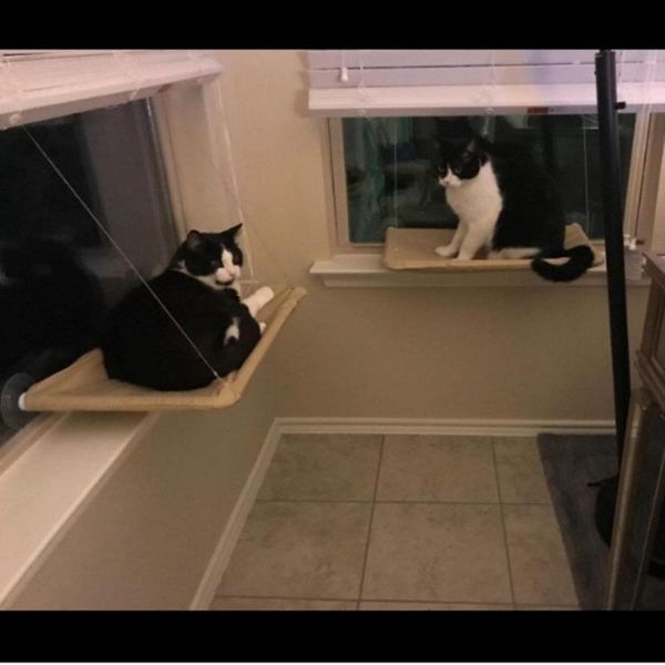 cat beds & furniture pet hammock, suction cup can be placed at will nest, cute hammock bear 20kg weight, sun chair
cat beds & furniture pet hammock, suction cup can be placed at will nest, cute hammock bear 20kg weight, sun chair