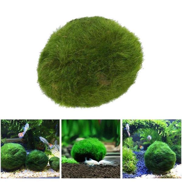 green seaweed ball aquarium plants 3-4cm fish decoration tank landscaping nano l6h2 decorations
green seaweed ball aquarium plants 3-4cm fish decoration tank landscaping nano l6h2 decorations