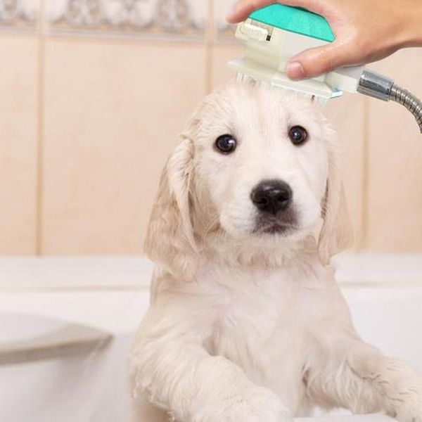 pet supplies shower head comb bath brush carding massage washer puppy accessories dog products apparel
pet supplies shower head comb bath brush carding massage washer puppy accessories dog products apparel