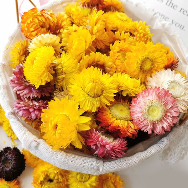 natural dry flower st chrysanthemum heads daisy wedding party diy decoration for home dekoration candle material
natural dry flower st chrysanthemum heads daisy wedding party diy decoration for home dekoration candle material