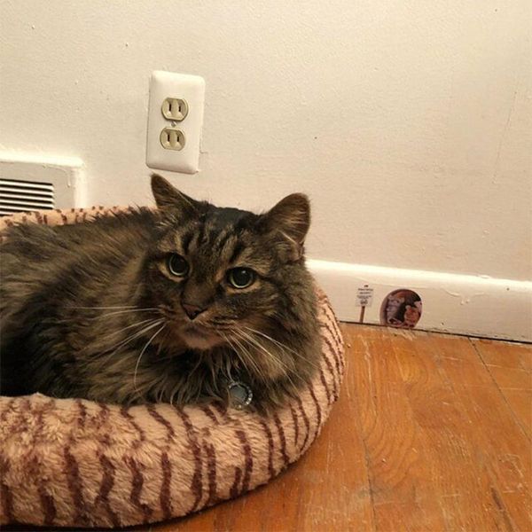 wall stickers no cats scaredy mice mouse hole sticker decal cute novelty paper home decoration ts3 decals
wall stickers no cats scaredy mice mouse hole sticker decal cute novelty paper home decoration ts3 decals