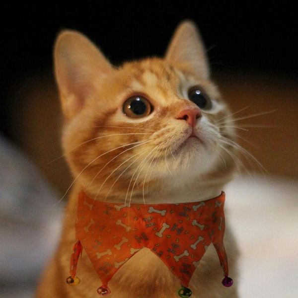 halloween pet collar dog cat halloween decorative collar pumpkin printed adjustable dog cat puppy christ bells neck scarf
halloween pet collar dog cat halloween decorative collar pumpkin printed adjustable dog cat puppy christ bells neck scarf