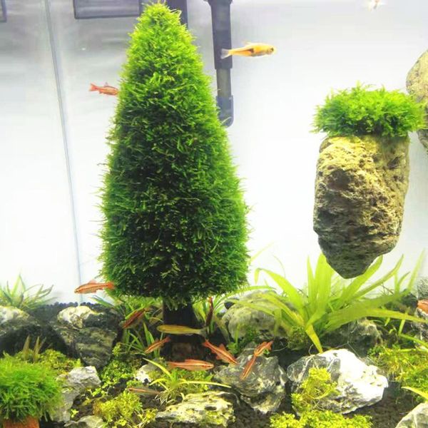 decorations aquarium grass plant model fish tank diy moss ball landscaping tree ornaments landscape home decoration
decorations aquarium grass plant model fish tank diy moss ball landscaping tree ornaments landscape home decoration