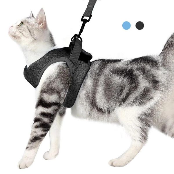 cat collars & leads wazir collar comfortable lightweight soft anti-escape elastic pet kitten walking straps running cushion 360 wrap-around
cat collars & leads wazir collar comfortable lightweight soft anti-escape elastic pet kitten walking straps running cushion 360 wrap-around