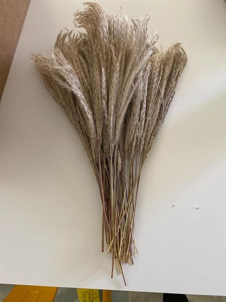 decorative flowers & wreaths wedding pampas grass decor feather bunch natural dried flower plants easter christmas decorations home
decorative flowers & wreaths wedding pampas grass decor feather bunch natural dried flower plants easter christmas decorations home