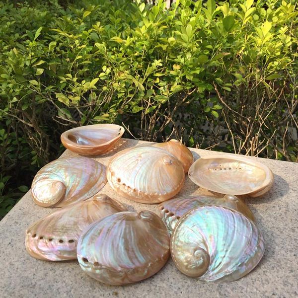 novelty items 1lot(2pcs) polished small abalone shell conch diy home decoration aquarium landscaping wedding landscape crafts lucky
novelty items 1lot(2pcs) polished small abalone shell conch diy home decoration aquarium landscaping wedding landscape crafts lucky