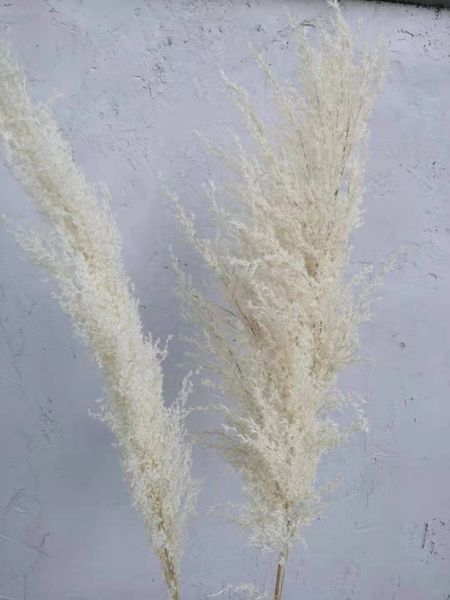 60/80cm big pampas grass dried fower bouquet wedding home decor bedroom iving room decoration
60/80cm big pampas grass dried fower bouquet wedding home decor bedroom iving room decoration