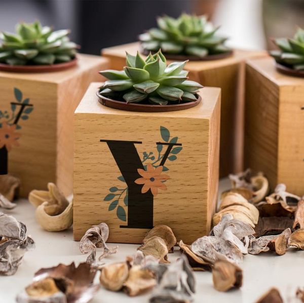 decorative flowers & wreaths y head to the special plug sukulent naturacube 
decorative flowers & wreaths y head to the special plug sukulent naturacube