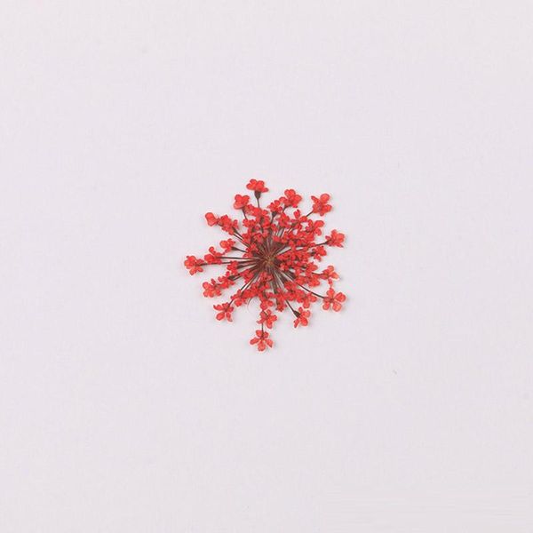 decorative flowers & wreaths 1 bag snowdrop flower natural dried pressed manicure drip glue mobile phone case diy material
decorative flowers & wreaths 1 bag snowdrop flower natural dried pressed manicure drip glue mobile phone case diy material