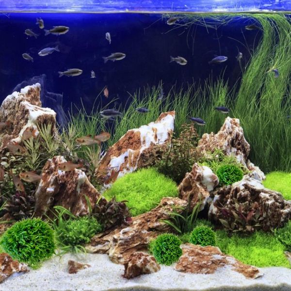 live aquarium moss plants water tank plant decor simulation fish ornament decorations
live aquarium moss plants water tank plant decor simulation fish ornament decorations
