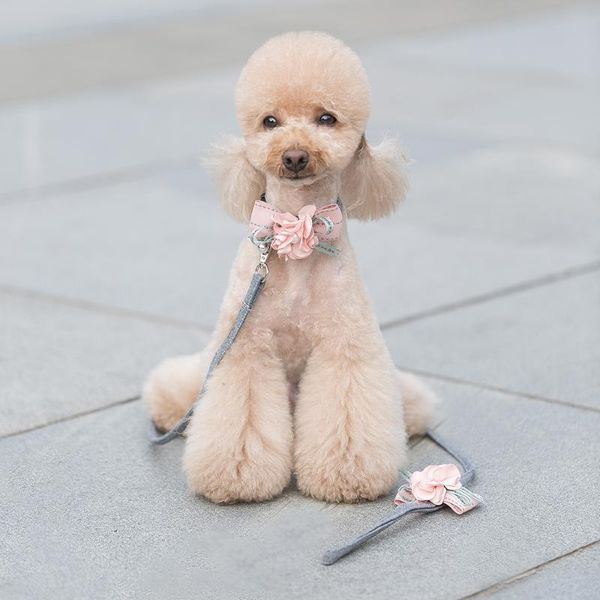 dog collars & leashes dogs and harnesses cat pet leash with bow-knot collar lovely hauling cable leads traction belt suit
dog collars & leashes dogs and harnesses cat pet leash with bow-knot collar lovely hauling cable leads traction belt suit