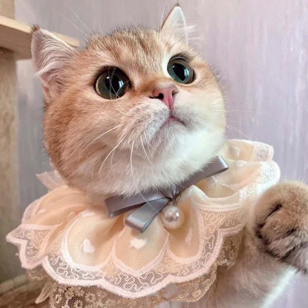 dog apparel pet cat bib fashion adjustable cats necklace cute scarf style puppy collars lace flower with bells for small medium kitten
dog apparel pet cat bib fashion adjustable cats necklace cute scarf style puppy collars lace flower with bells for small medium kitten