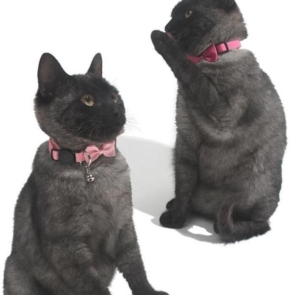 cat collars & leads fashion pet bow collar nylon webbing multicolor adjustable with bells jewelry safety buckle 9 colors
cat collars & leads fashion pet bow collar nylon webbing multicolor adjustable with bells jewelry safety buckle 9 colors