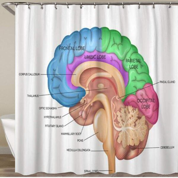 bathroom shower curtain,human brain lobes beautiful colorful detailed anatomy sagittal,polyester fabric shower curtains
bathroom shower curtain,human brain lobes beautiful colorful detailed anatomy sagittal,polyester fabric shower curtains