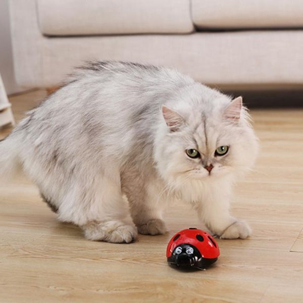 cat toys catch me if you can super fun dog toy, battery-operated pet toy cats-go-crazy
cat toys catch me if you can super fun dog toy, battery-operated pet toy cats-go-crazy
