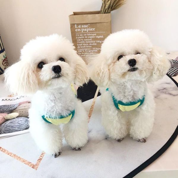 dog apparel pet clothes spring and summer sling vest colorful printing teddy bear fat small
dog apparel pet clothes spring and summer sling vest colorful printing teddy bear fat small