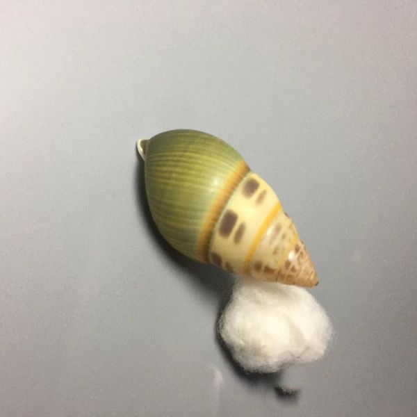 novelty items natural shells, conch, selected collections, hermit crab replacement shell ornaments, aquarium snail
novelty items natural shells, conch, selected collections, hermit crab replacement shell ornaments, aquarium snail