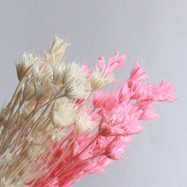 decorative flowers & wreaths 20pcs octagonal natural preserved dried accessories shooting propsfloral arrangement home wedding valentine dec
decorative flowers & wreaths 20pcs octagonal natural preserved dried accessories shooting propsfloral arrangement home wedding valentine dec