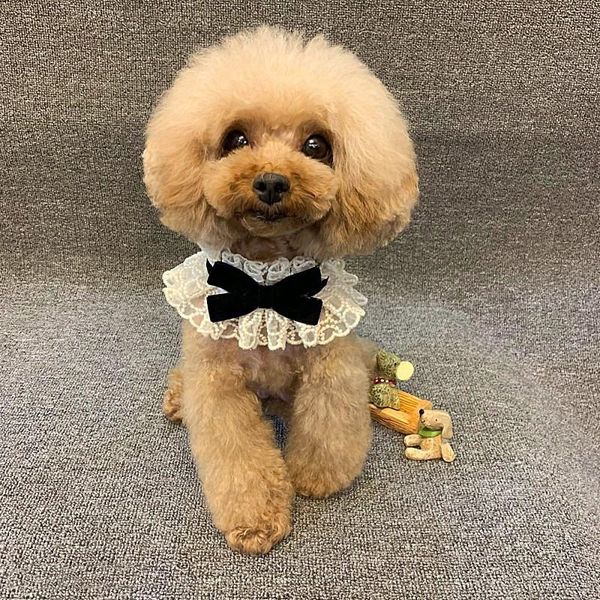 cat collars & leads dog saliva towel small-large collar bow tie accessories supplies
cat collars & leads dog saliva towel small-large collar bow tie accessories supplies