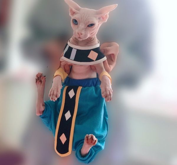 spring and summer sphinx hairls cat cloth longzhu birus elephant pa open crotch pants
spring and summer sphinx hairls cat cloth longzhu birus elephant pa open crotch pants
