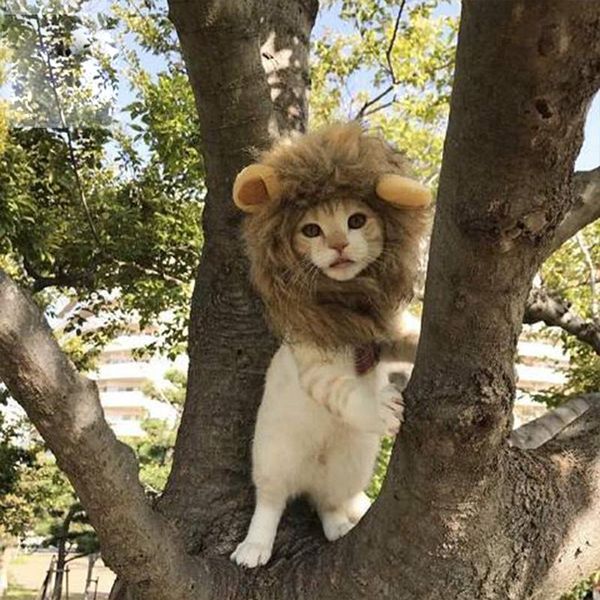 cat costumes pet dog wig emulation lion hair mane ears head cap funny scarf costume halloween fancy dress
cat costumes pet dog wig emulation lion hair mane ears head cap funny scarf costume halloween fancy dress