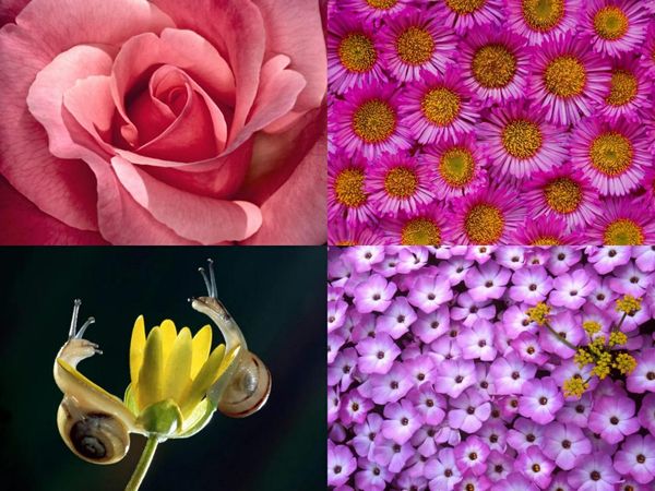 diamond painting 5d diy cross stitch embroidery flowers bloom mosaic handmade full square round drill wall decor craft gift
diamond painting 5d diy cross stitch embroidery flowers bloom mosaic handmade full square round drill wall decor craft gift
