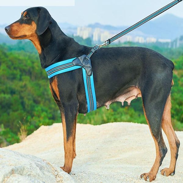 dog collars & leashes harness leash sets pet collar padded large medium small harnesses vest training walking safety
dog collars & leashes harness leash sets pet collar padded large medium small harnesses vest training walking safety