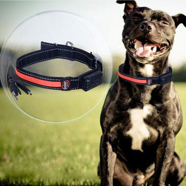 dog collars & leashes pet luminous collar with metal durable material environmental protection energy saving supplies m
dog collars & leashes pet luminous collar with metal durable material environmental protection energy saving supplies m
