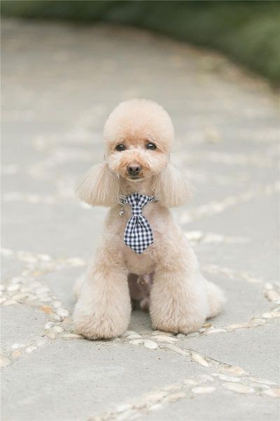 christmas blue plaid dog collar and leash set with bow tie &cat necklace pet accessaries cat collars & leads
christmas blue plaid dog collar and leash set with bow tie &cat necklace pet accessaries cat collars & leads