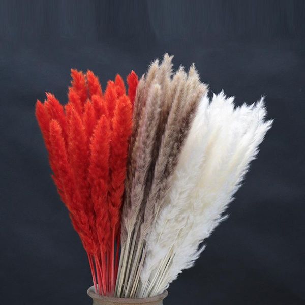 decorative flowers & wreaths 10pcs natural dried pampas grass phragmites communis diy reed bouquet flower arrangement home part
decorative flowers & wreaths 10pcs natural dried pampas grass phragmites communis diy reed bouquet flower arrangement home part