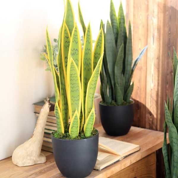 artificial succulent agave monolithic tropical leaves branch desert plants sansevieria trifasciata prain home decor fake bonsai decorative f
artificial succulent agave monolithic tropical leaves branch desert plants sansevieria trifasciata prain home decor fake bonsai decorative f