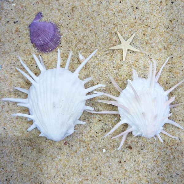 decorations 7-11cm natural sea chrysanthemum clam shell fine thorns specimen conch hand thousand white snail o6s9
decorations 7-11cm natural sea chrysanthemum clam shell fine thorns specimen conch hand thousand white snail o6s9
