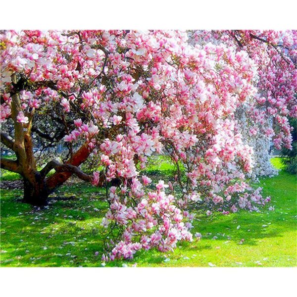 paintings gatyztory green tree lake frame diy painting by numbers landscape canvas colouring handpainted gift wall decor kits
paintings gatyztory green tree lake frame diy painting by numbers landscape canvas colouring handpainted gift wall decor kits