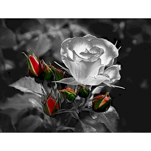 paintings ruopoty 40x50cm frame painting by numbers for adults color flower roses oil picture handpainted diy on canvas home wall art
paintings ruopoty 40x50cm frame painting by numbers for adults color flower roses oil picture handpainted diy on canvas home wall art
