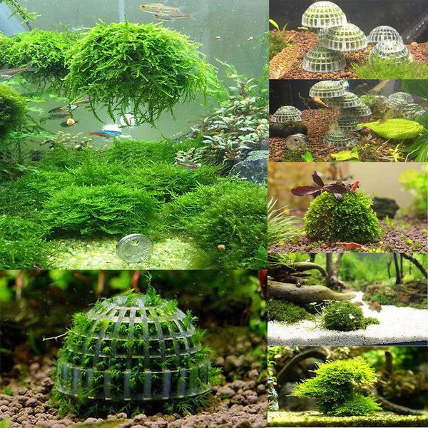 decorations 2021 est creative 5cm aquarium fish tank media moss ball live plant filter filtration decor home decoration nature sea
decorations 2021 est creative 5cm aquarium fish tank media moss ball live plant filter filtration decor home decoration nature sea