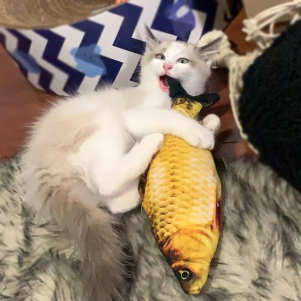 cat toys electric toy 3d fish usb charging simulation moving for pet playing supplies floppy
cat toys electric toy 3d fish usb charging simulation moving for pet playing supplies floppy