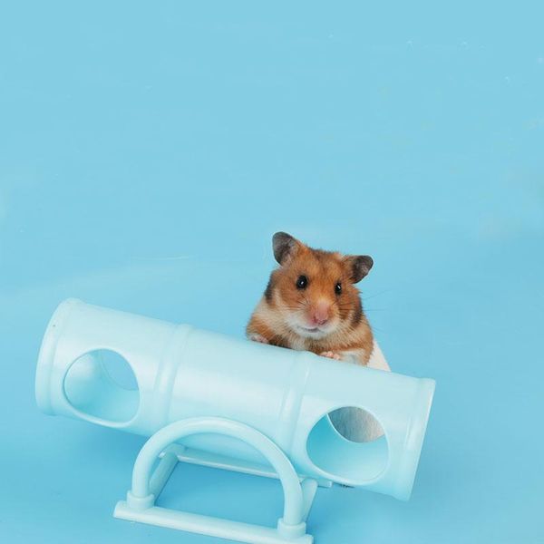 small animal supplies 1pc pink blue multiple holes plastic hamster seesaw tube tunnel cage house pet toy for rat mouse hamsters funny gift
small animal supplies 1pc pink blue multiple holes plastic hamster seesaw tube tunnel cage house pet toy for rat mouse hamsters funny gift