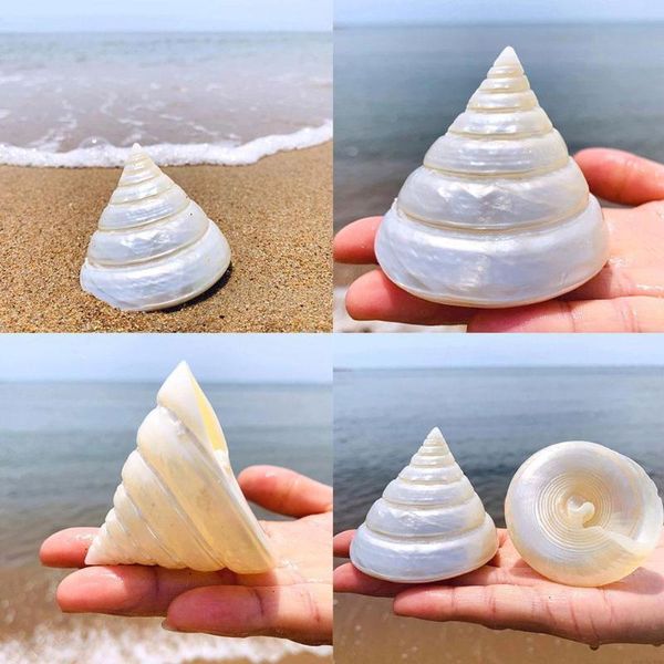 luminous shells tower snails natural conch home furnishings aquarium fish tank decoration landscaping gifts gift novelty items
luminous shells tower snails natural conch home furnishings aquarium fish tank decoration landscaping gifts gift novelty items