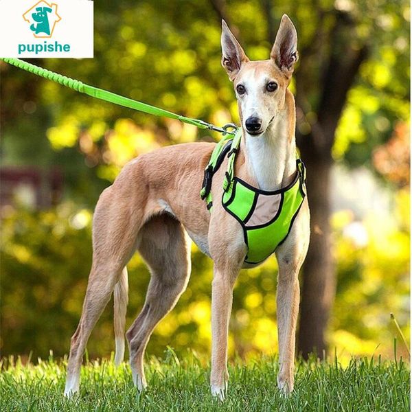 dog collars & leashes pupishe reflective large harness strong pet training walk out vest big leash set soft
dog collars & leashes pupishe reflective large harness strong pet training walk out vest big leash set soft