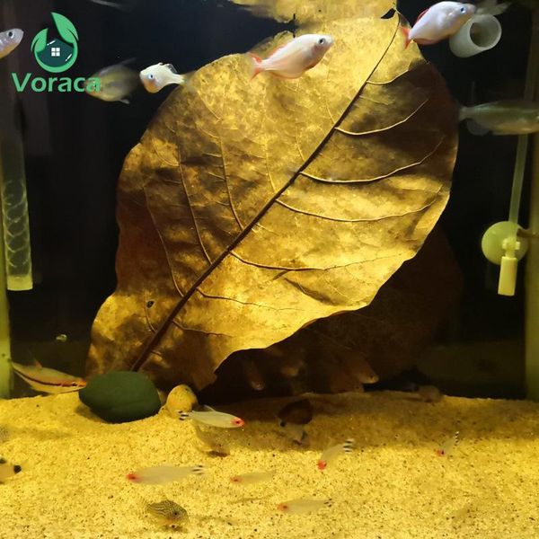 decorations 10/20pcs aquarium natural terminalia catappa leaves released ph value decoration leaf improve water quality accessories
decorations 10/20pcs aquarium natural terminalia catappa leaves released ph value decoration leaf improve water quality accessories