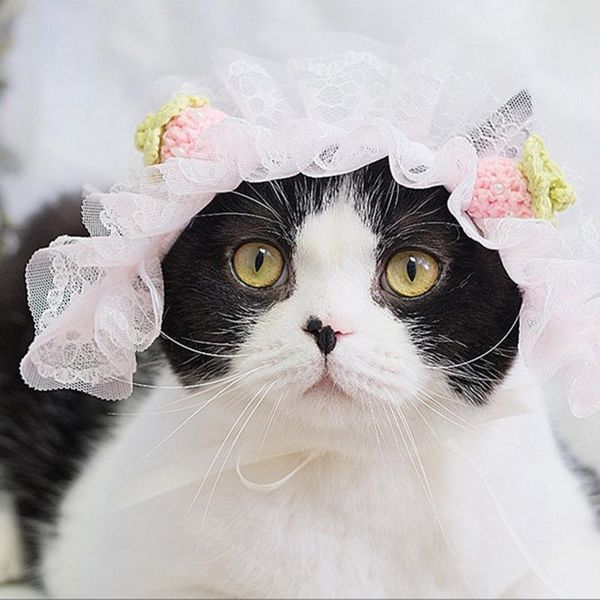 cat costumes cute pets dog cats headwear colorful pet headband for small medium puppy cosplay costume hair accessories
cat costumes cute pets dog cats headwear colorful pet headband for small medium puppy cosplay costume hair accessories