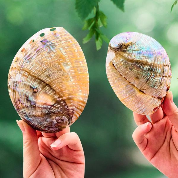 novelty items natural california mexico blue abalone shell home office lucky storage decoration fish tank landscape marine specimen collecti
novelty items natural california mexico blue abalone shell home office lucky storage decoration fish tank landscape marine specimen collecti