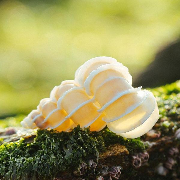 novelty items natural shell toys seashells crafts natual big conch party fish tank to decor chishi snail
novelty items natural shell toys seashells crafts natual big conch party fish tank to decor chishi snail