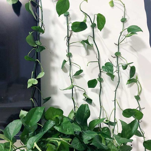 other garden supplies 10/20/30pcs invisible plants bracket plant root fixed buckle leaf clips vine climb wall fixture rattan traction holder
other garden supplies 10/20/30pcs invisible plants bracket plant root fixed buckle leaf clips vine climb wall fixture rattan traction holder