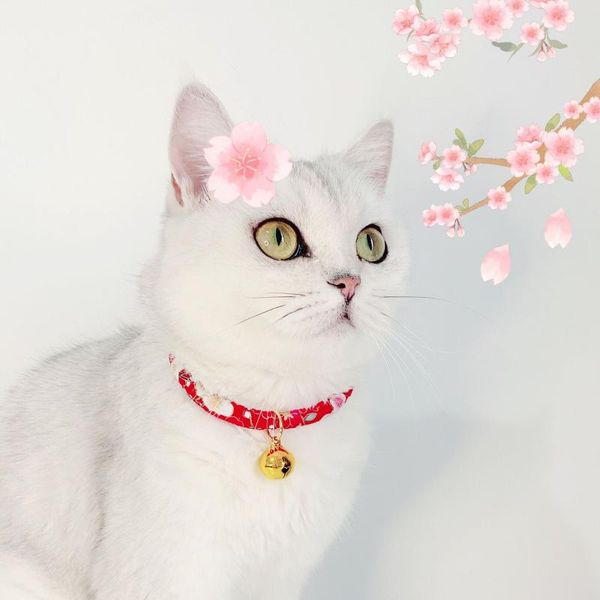 cat collars & leads japanese kimono collar breakaway with bells adjustable fortune safety kitten for pets cats kitty
cat collars & leads japanese kimono collar breakaway with bells adjustable fortune safety kitten for pets cats kitty