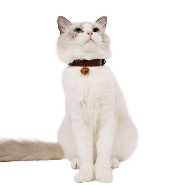 pet leather boxwood ebony handmade wooden bells cats and dogs fighting collar adjustable cat collars & leads
pet leather boxwood ebony handmade wooden bells cats and dogs fighting collar adjustable cat collars & leads