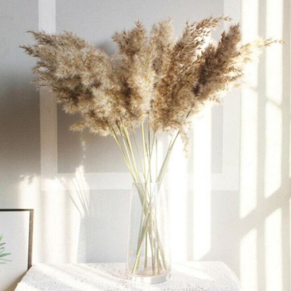 decorative flowers & wreaths 10pcs dried pampas grass decor wedding flower bunch natural plants for home christmas decorations 2021
decorative flowers & wreaths 10pcs dried pampas grass decor wedding flower bunch natural plants for home christmas decorations 2021