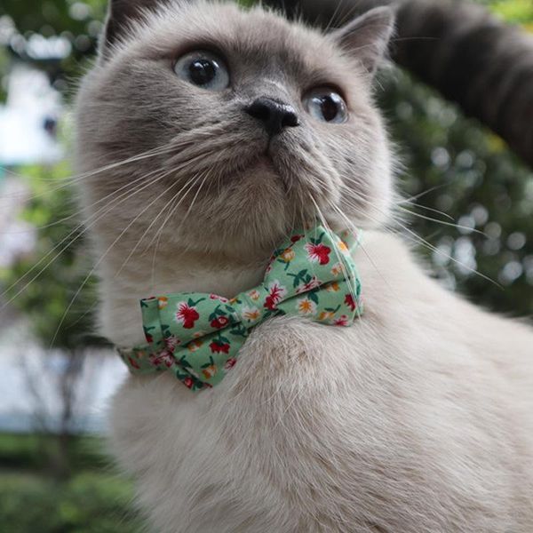 cat collars & leads product pet collar pastoral small floral series flower bow with bell dog kitten accessories
cat collars & leads product pet collar pastoral small floral series flower bow with bell dog kitten accessories